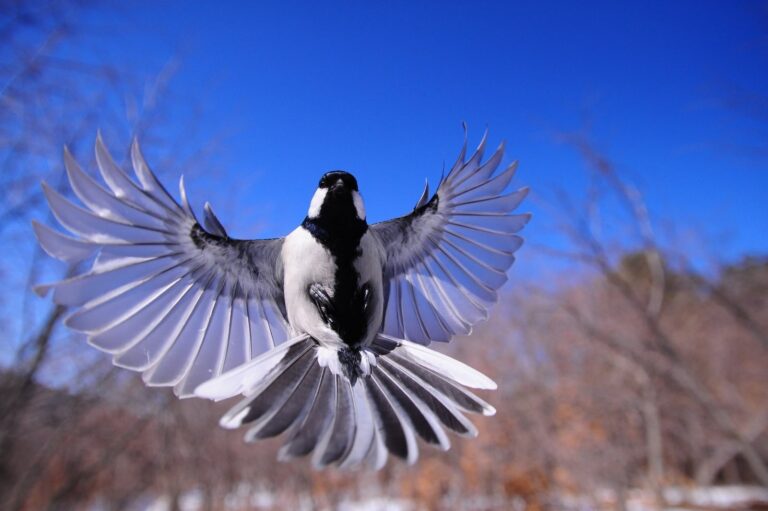 ​8 most unique birds from around the world